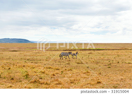 zebras grazing in savannah at africa zebras grazing in savannah at africa 31915004