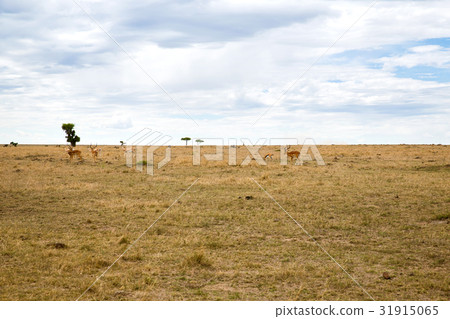 group of gazelles grazing in savannah at africa group of gazelles grazing in savannah at africa 31915065