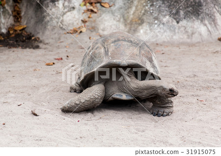 giant tortoise outdoors on seychelles 31915075