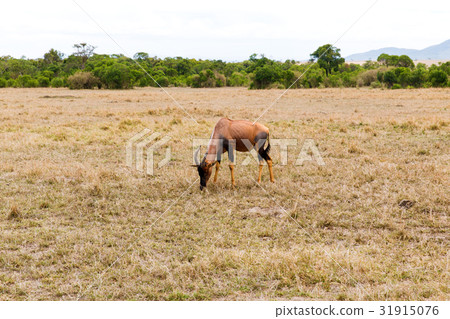 topi antelope grazing in savannah at africa 31915076
