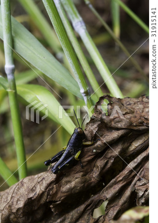 Black grasshopper on dead leaves 31915141