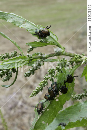 Mating capitol 31915142