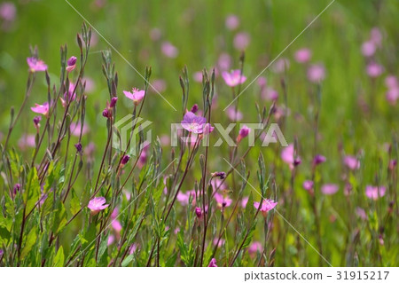 Pretty flowers of Aka bunge Yuge Show 31915217