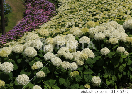 Ka Haya no Sato Hydrangea Annabelle Ka Haya no Sato Hydrangea Annabelle 31915292