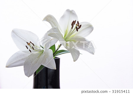 White lily flowers 31915411