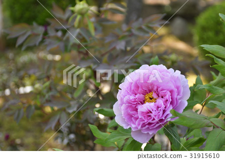 Honmaji Peony 31915610