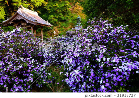 伊豆Osenji寺門和美國茉莉花（茉莉花寺）靜岡縣下田市Shichi鎮 31915727