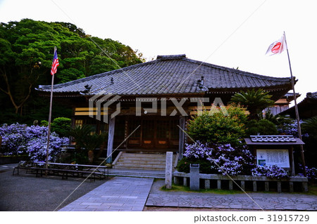 Izu Osenji main hall & American Jasmine flower (Jasmin Temple) Shimoda prefecture Shimoda city Shichi town Izu Osenji main hall & American Jasmine flower (Jasmin Temple) Shimoda prefecture Shimoda city Shichi town 31915729