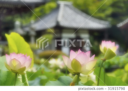 蓮花寺的建築 31915798