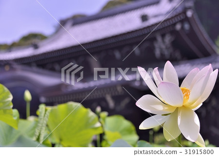 蓮花美濃室戶的味道 31915800