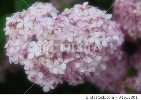 心形可愛的繡球花 31915801