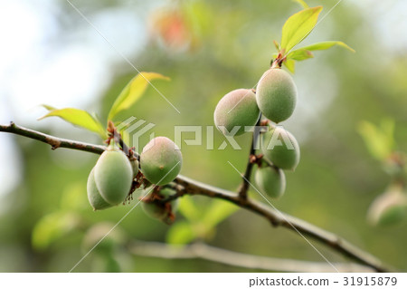 Ume's young real Koganei Park 31915879