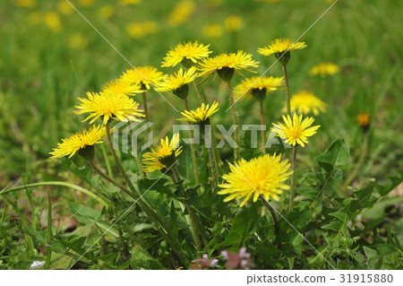 Nantou dandelion dandelion Koganei Park Nantou dandelion dandelion Koganei Park 31915880