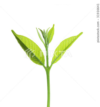 Fresh green small plant growth Fresh green small plant growth 31916641