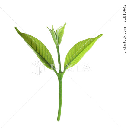 Fresh green small plant growth Fresh green small plant growth 31916642