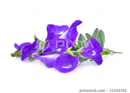 butterfly pea,blue pea,clitoria ternatea butterfly pea,blue pea,clitoria ternatea 31916762