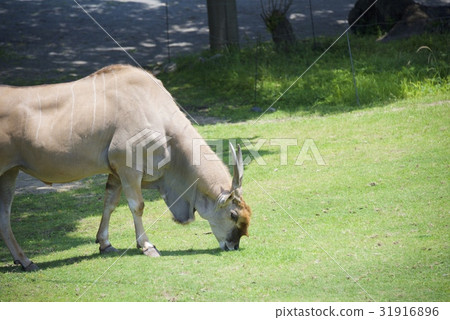天王寺動物園的伊蘭 天王寺動物園的伊蘭 31916896
