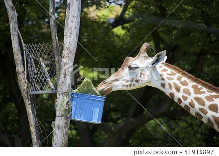 天王寺動物園的長頸鹿 天王寺動物園的長頸鹿 31916897