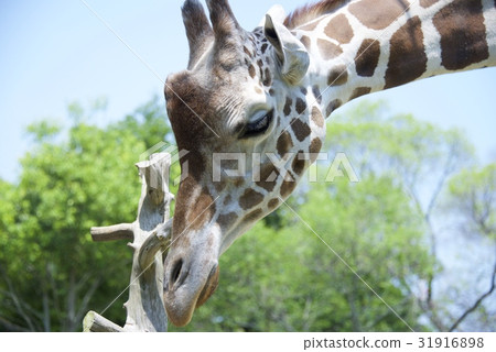 天王寺動物園的長頸鹿 天王寺動物園的長頸鹿 31916898