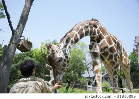 天王寺動物園的長頸鹿 天王寺動物園的長頸鹿 31916899
