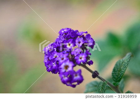 heliotrope heliotrope 31916959