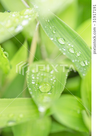 Fresh green bamboo grass Fresh green bamboo grass 31917191