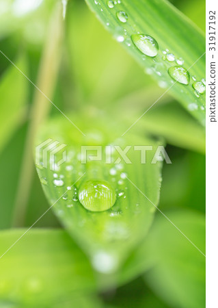 Fresh green bamboo grass 31917192