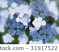  Gaku hydrangea 31917522