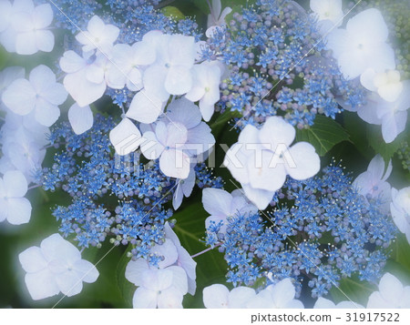  Gaku hydrangea 31917522