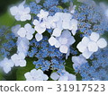  Gaku hydrangea 31917523