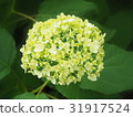 Hydrangea 31917524