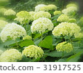 Hydrangea 31917525