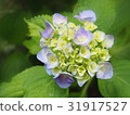  Gaku hydrangea 31917527