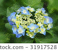  Gaku hydrangea 31917528