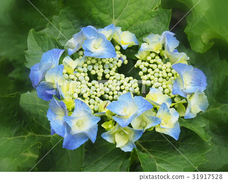  繡球花 31917528