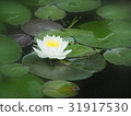 Water lily 31917530