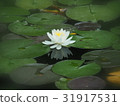 Water lily 31917531