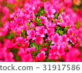 Azalea 31917586
