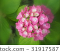Hydrangea 31917587