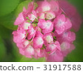 Hydrangea 31917588