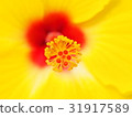 Hibiscus 31917589