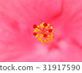 Hibiscus 31917590