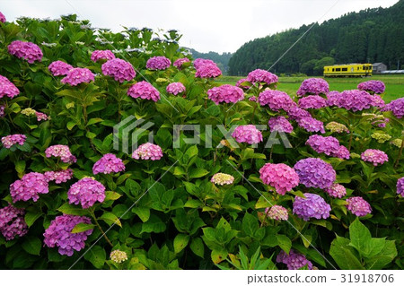 Chiba Prefecture Isumi Railway near Nishiohara Station 31918706