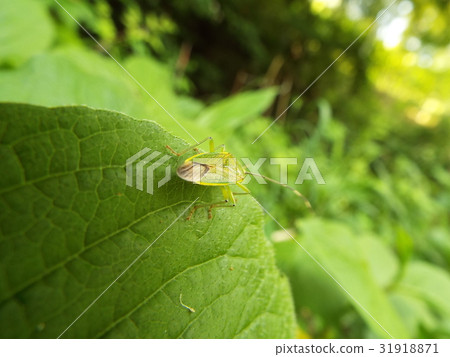 Kunugi bug Kunugi bug 31918871