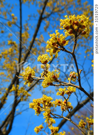 Sanshuyu（harukokanebana） 31919729