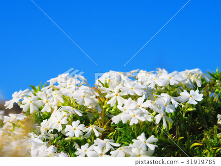 White shibazakura of urban agricultural park White shibazakura of urban agricultural park 31919785