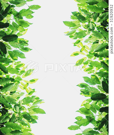 Vertical green leaves background, isolated 31920932