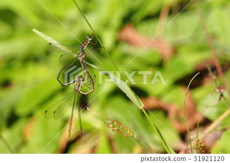 Flying squirrel (mating) 31921120