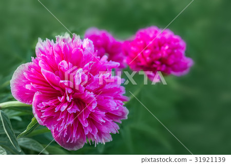 The blossoming red peony in the city alley The blossoming red peony in the city alley 31921139