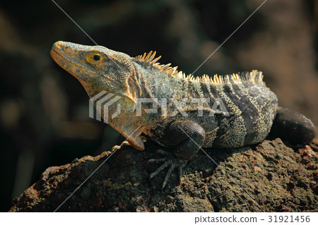 Reptile Black Iguana, Ctenosaura similis Reptile Black Iguana, Ctenosaura similis 31921456